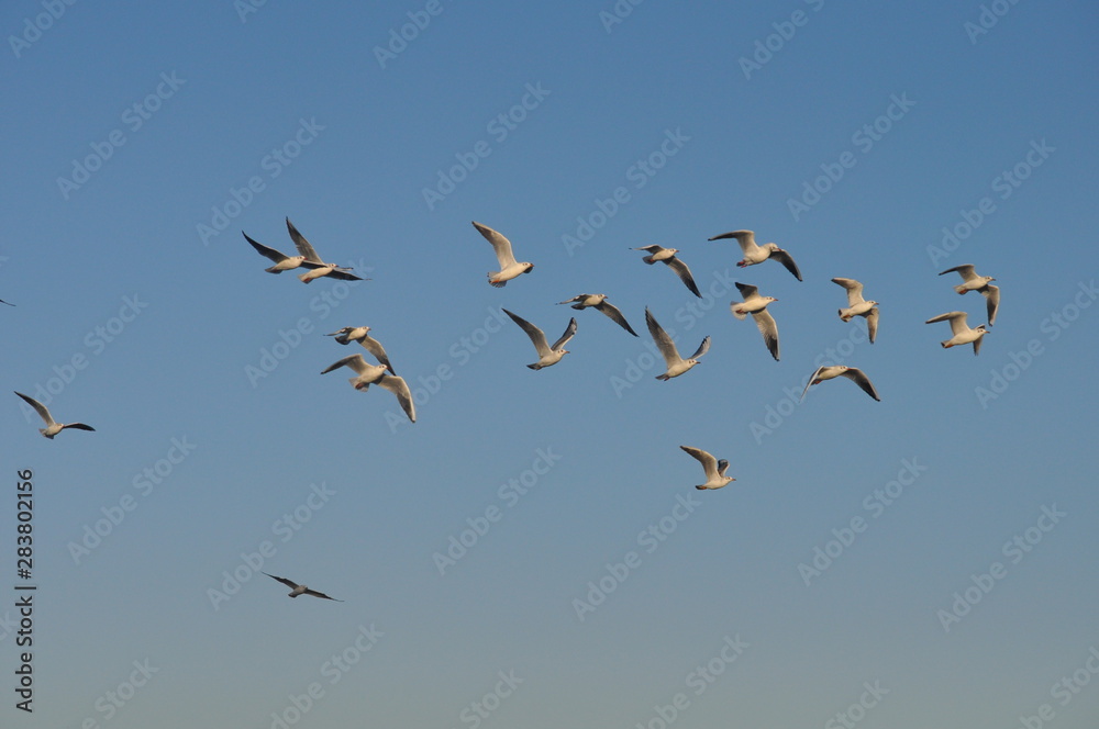 The beautiful bird Larus ridibundus (Black-headed Gull) in the natural environment The beautiful bird Larus ridibundus (Black-headed Gull) in the natural environment
