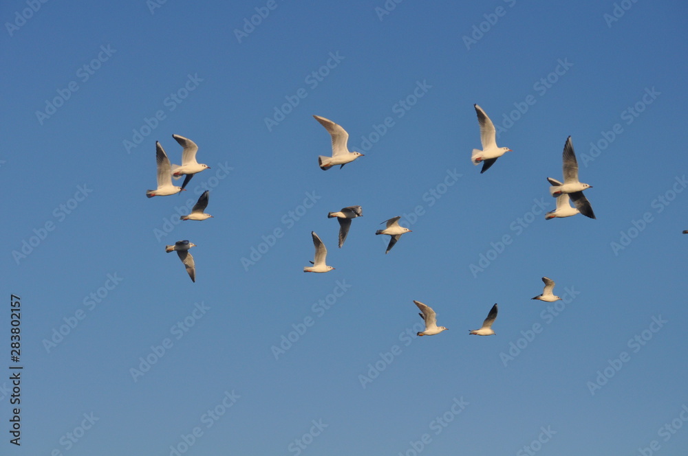 The beautiful bird Larus ridibundus (Black-headed Gull) in the natural environment The beautiful bird Larus ridibundus (Black-headed Gull) in the natural environment