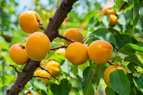 Apricots. Branch of an apricot tree with ripe apricots. A bunch of ripe apricots branch in sunlight. Ripe apricots grow on a branch.