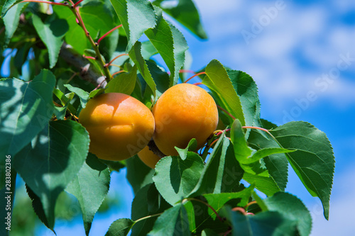 Apricots. Branch of an apricot tree with ripe apricots. A bunch of ripe apricots branch in sunlight. Ripe apricots grow on a branch.