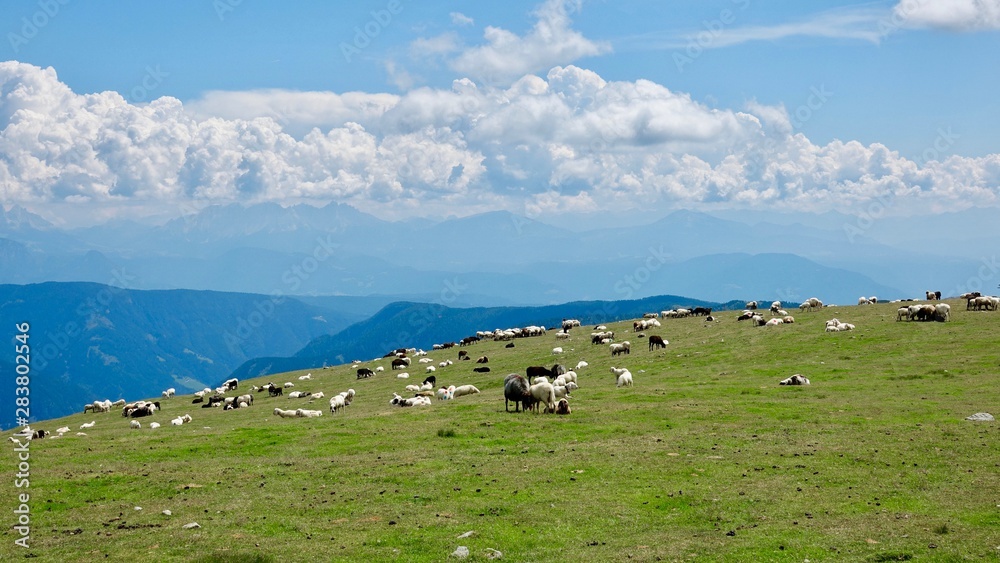 Schafherde in den Alpen, Dolomiten