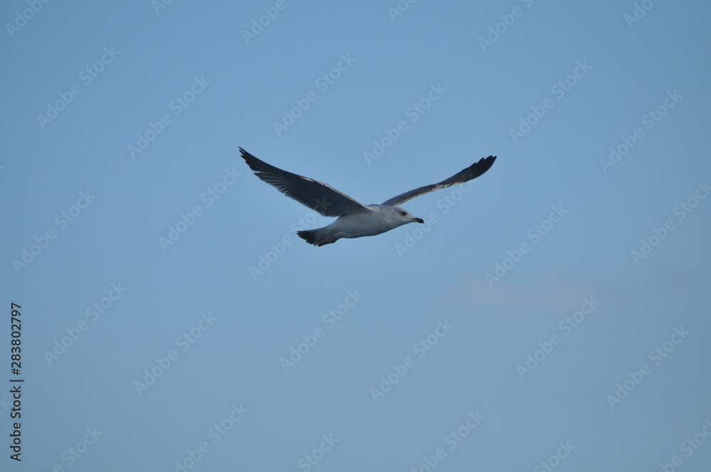 The beautiful bird Larus ridibundus (Black-headed Gull) in the natural environment The beautiful bird Larus ridibundus (Black-headed Gull) in the natural environment