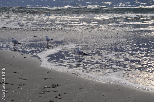 Wallpaper Mural The beautiful bird Larus ridibundus (Black-headed Gull) in the natural environment Torontodigital.ca