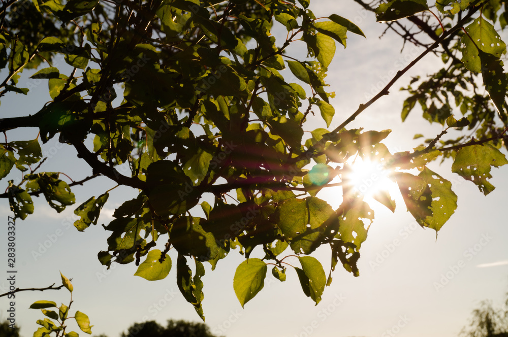 The rays of the sun shine through the leaves of a tree. The rays of the sun shine through the leaves of a tree.
