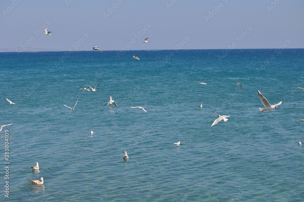 Fototapeta premium The beautiful bird Larus ridibundus (Black-headed Gull) in the natural environment
