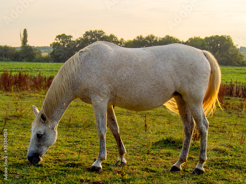 horse and foal