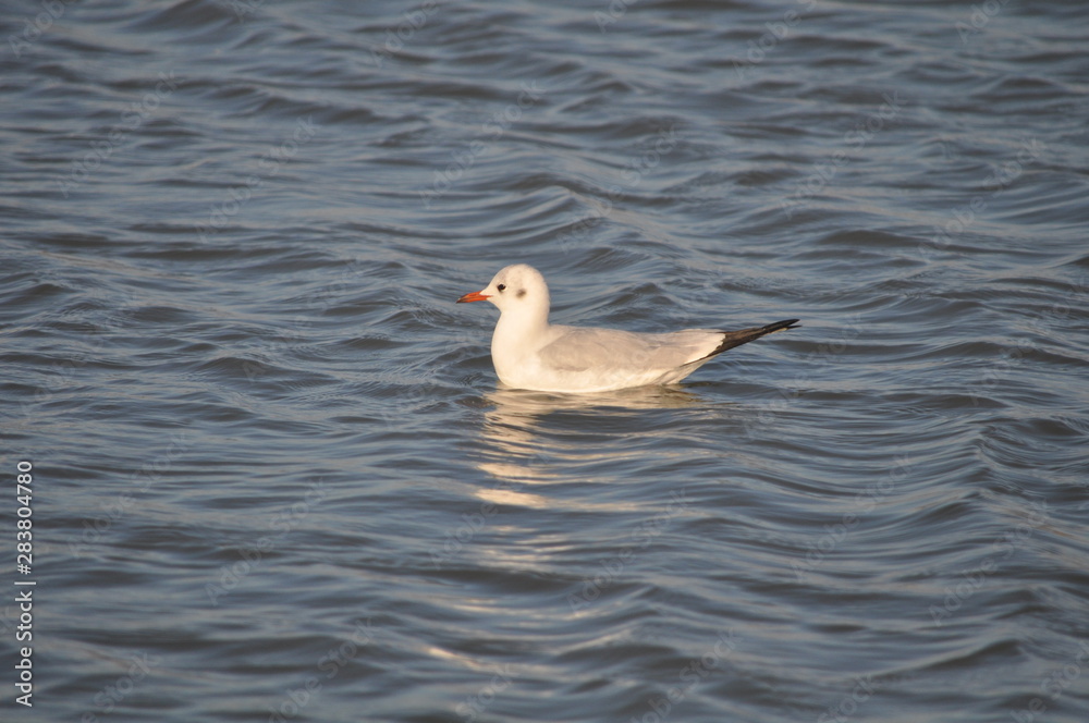 The beautiful bird Larus ridibundus (Black-headed Gull) in the natural environment The beautiful bird Larus ridibundus (Black-headed Gull) in the natural environment