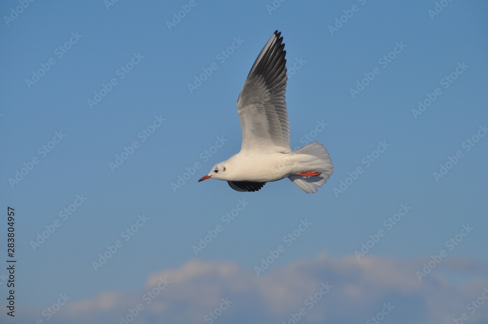 Fototapeta premium The beautiful bird Larus ridibundus (Black-headed Gull) in the natural environment