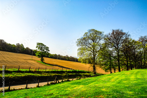 Lawn with dirt road, trees and plantation in the background, cloudless blue sky, Scotland, UK
