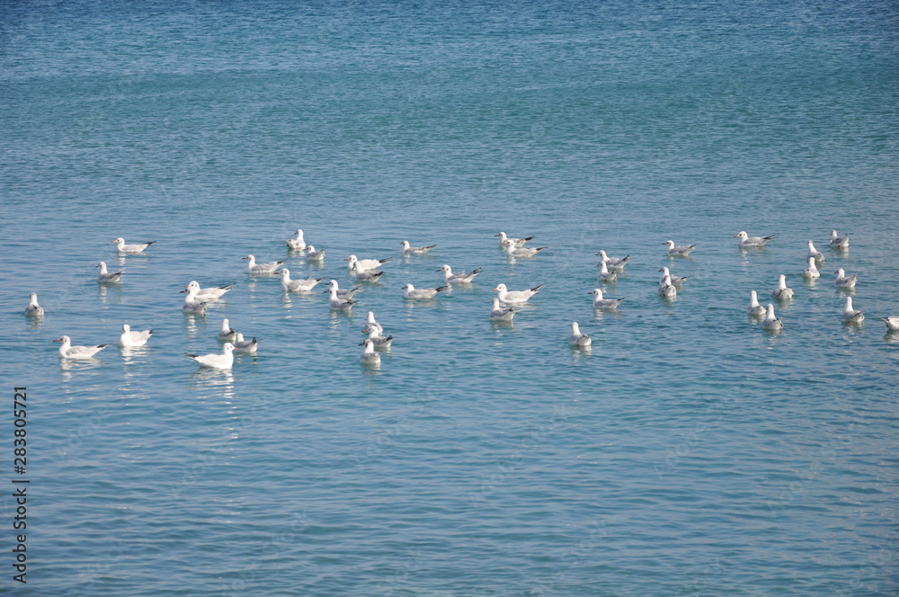 Obraz premium The beautiful bird Larus ridibundus (Black-headed Gull) in the natural environment