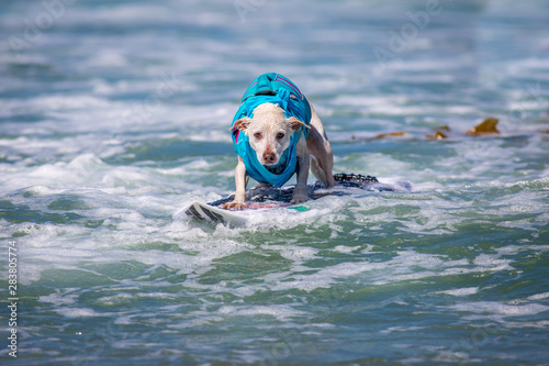 Surf Dogs © Lance
