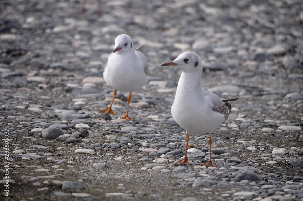 The beautiful bird Larus ridibundus (Black-headed Gull) in the natural environment The beautiful bird Larus ridibundus (Black-headed Gull) in the natural environment