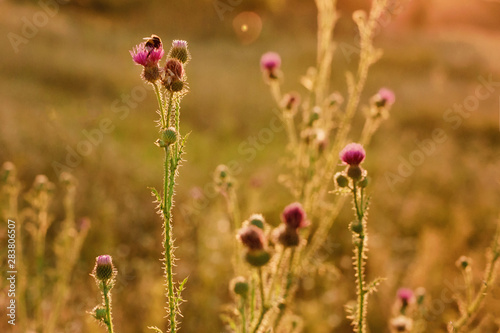 Gentle natural floral background in vintage colors with soft focus. Beautiful summer meadow with flowering clover grass in rays sunset in spring, macro, inspiration nature.