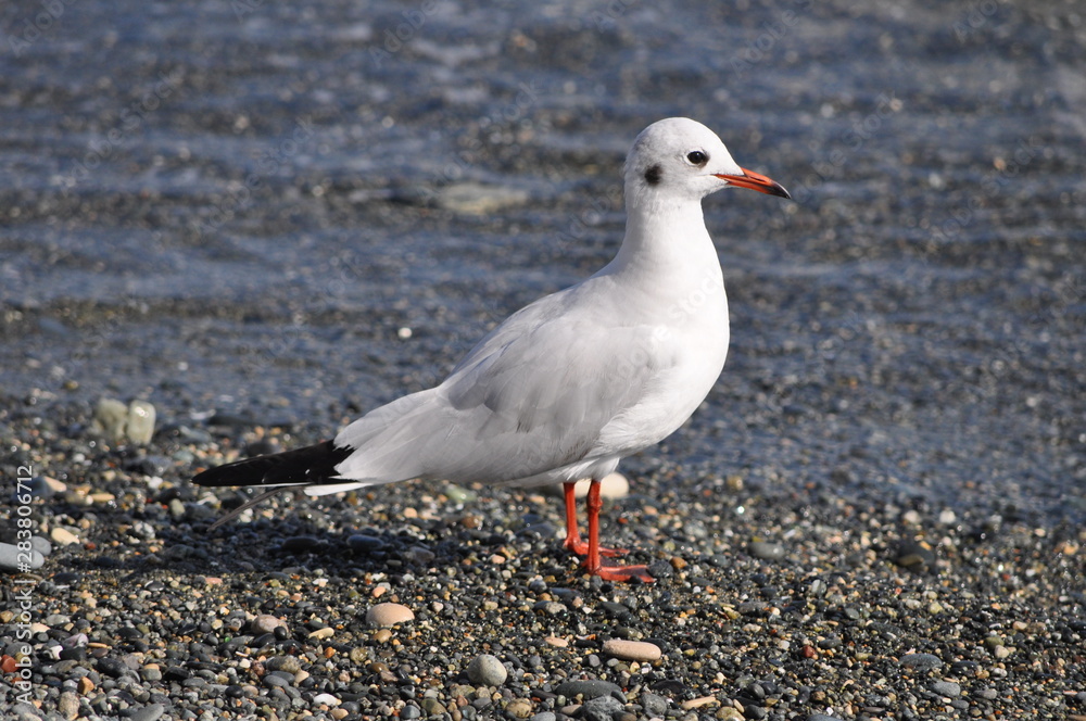 The beautiful bird Larus ridibundus (Black-headed Gull) in the natural environment The beautiful bird Larus ridibundus (Black-headed Gull) in the natural environment