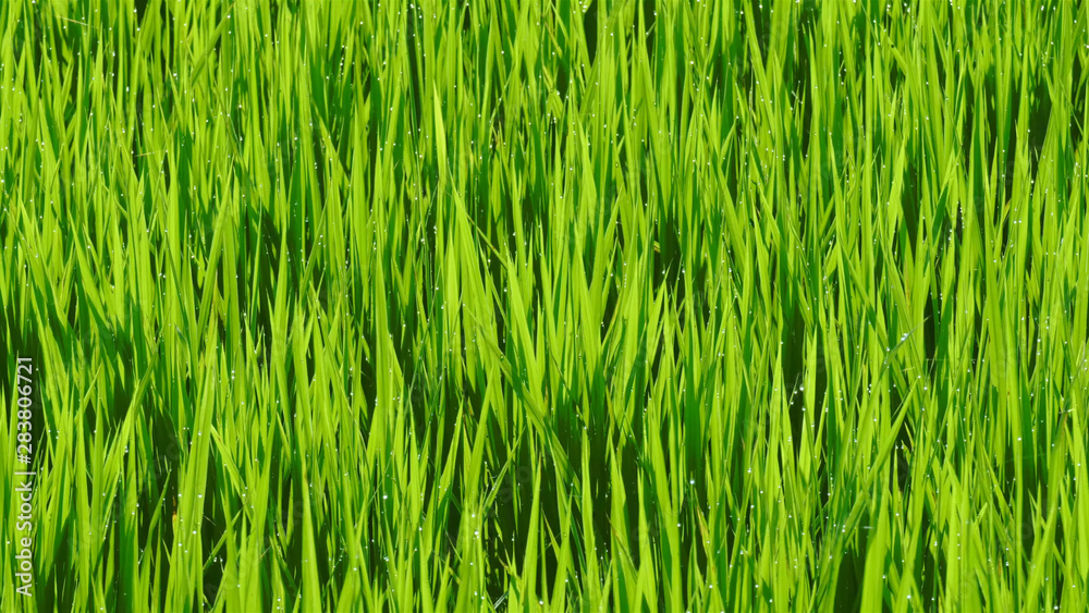 green grass background green grass background