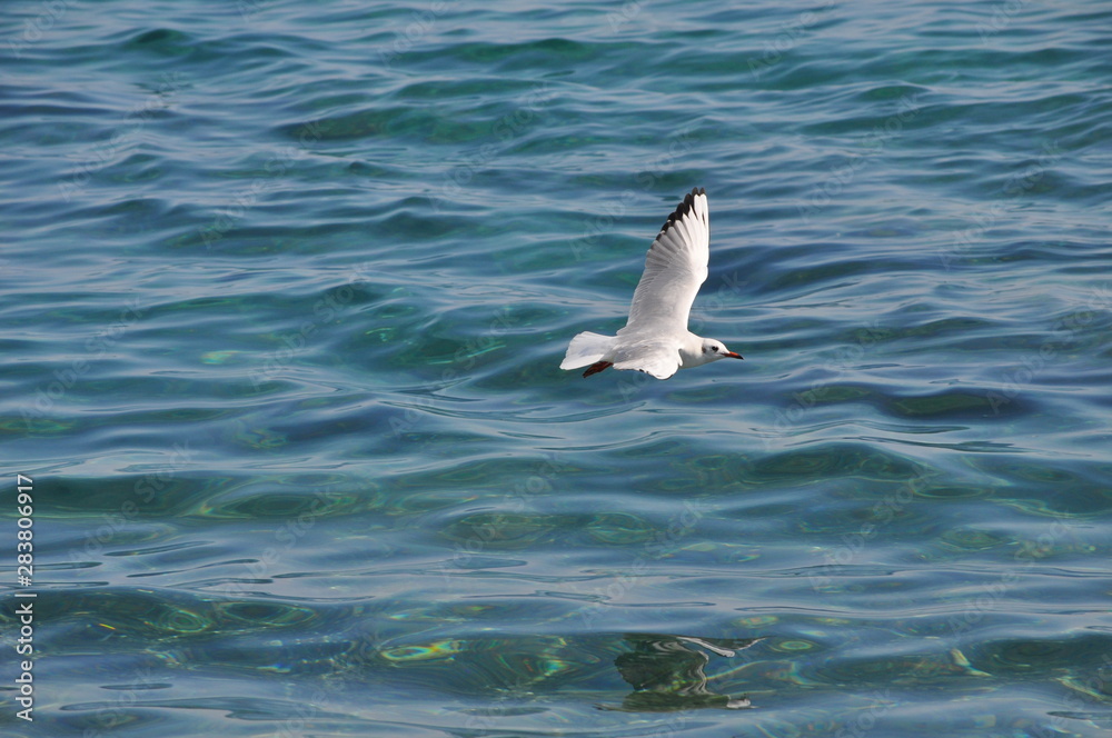 The beautiful bird Larus ridibundus (Black-headed Gull) in the natural environment The beautiful bird Larus ridibundus (Black-headed Gull) in the natural environment