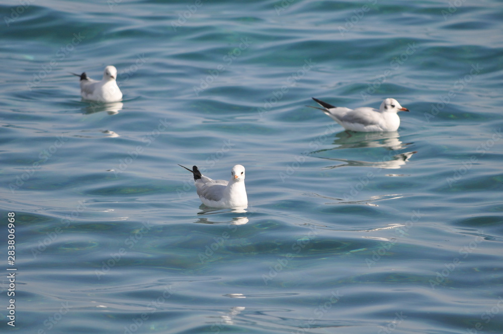 The beautiful bird Larus ridibundus (Black-headed Gull) in the natural environment The beautiful bird Larus ridibundus (Black-headed Gull) in the natural environment