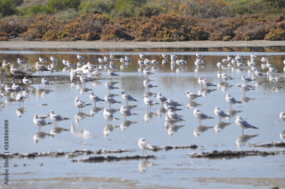 The beautiful bird Larus ridibundus (Black-headed Gull) in the natural environment The beautiful bird Larus ridibundus (Black-headed Gull) in the natural environment