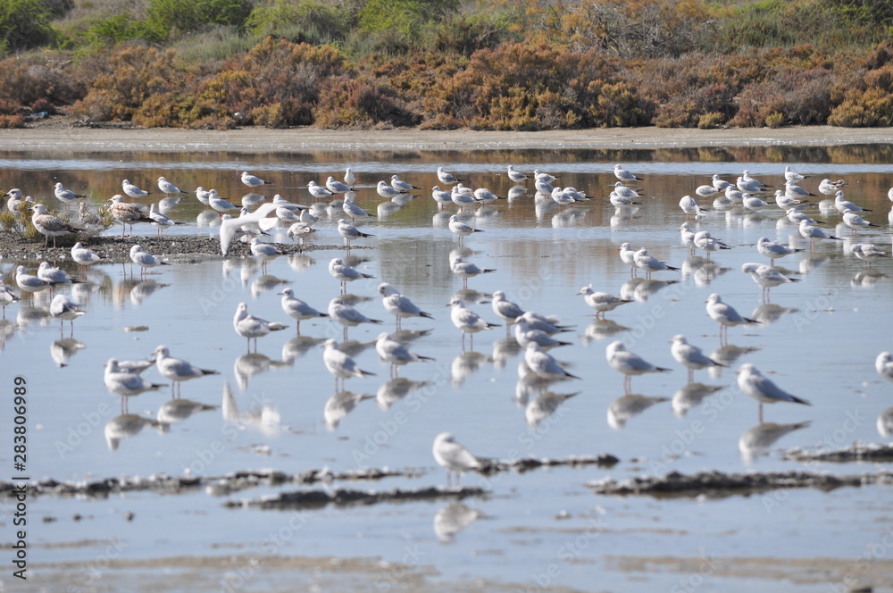 The beautiful bird Larus ridibundus (Black-headed Gull) in the natural environment