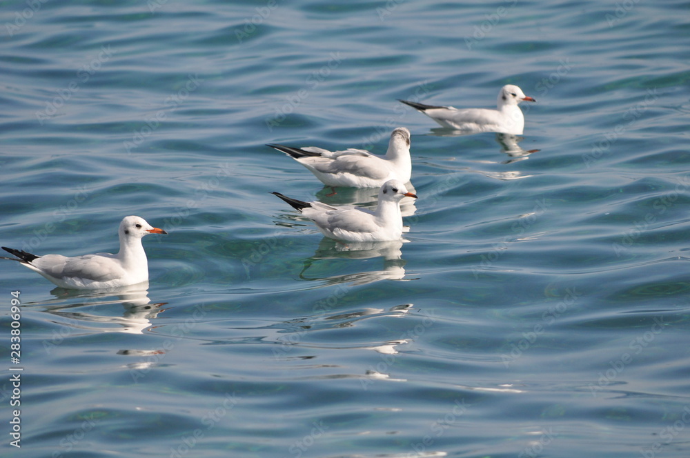 The beautiful bird Larus ridibundus (Black-headed Gull) in the natural environment