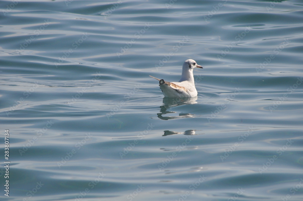 The beautiful bird Larus ridibundus (Black-headed Gull) in the natural environment The beautiful bird Larus ridibundus (Black-headed Gull) in the natural environment