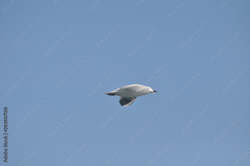 The beautiful bird Larus ridibundus (Black-headed Gull) in the natural environment The beautiful bird Larus ridibundus (Black-headed Gull) in the natural environment