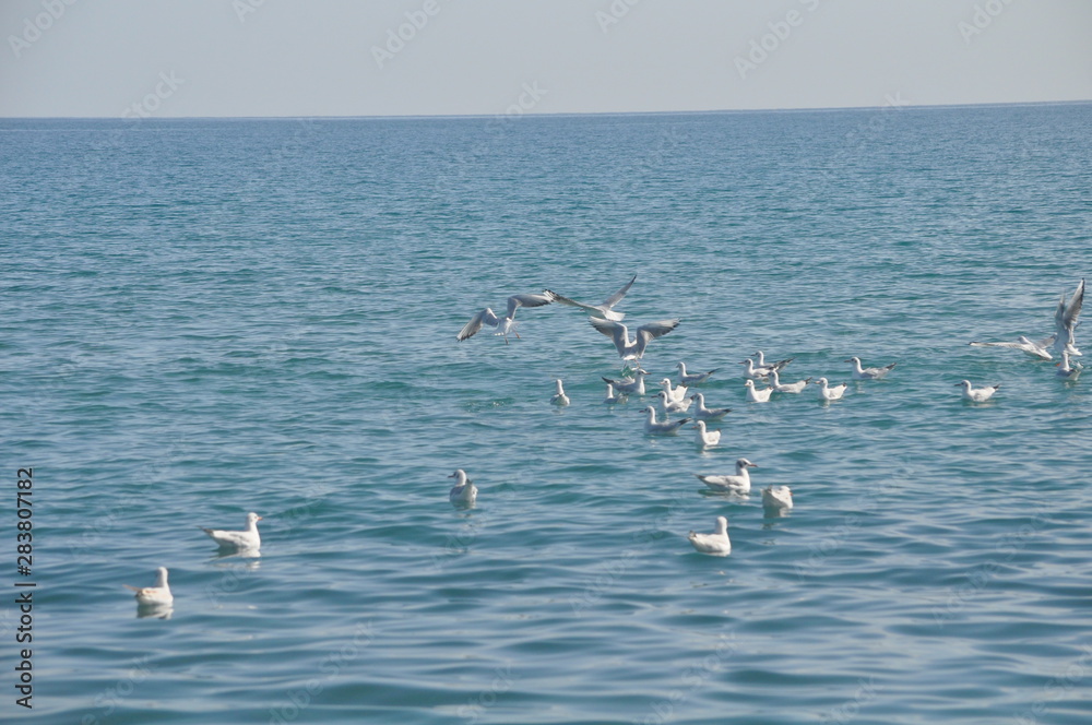 The beautiful bird Larus ridibundus (Black-headed Gull) in the natural environment The beautiful bird Larus ridibundus (Black-headed Gull) in the natural environment