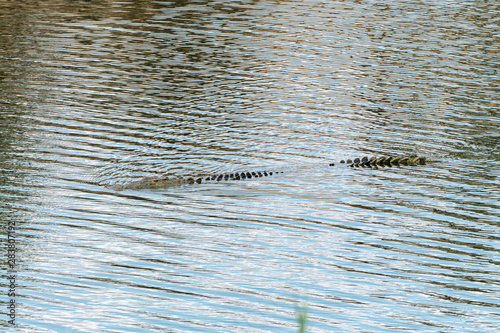 A nile crocodile partly submersed in water