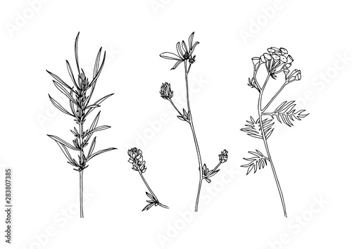 Set of hand drawn outline wild herbs. Plant painting by ink. Sketch botanical vector illustration. Black isolated tansy and loosestrife wildflower on white background