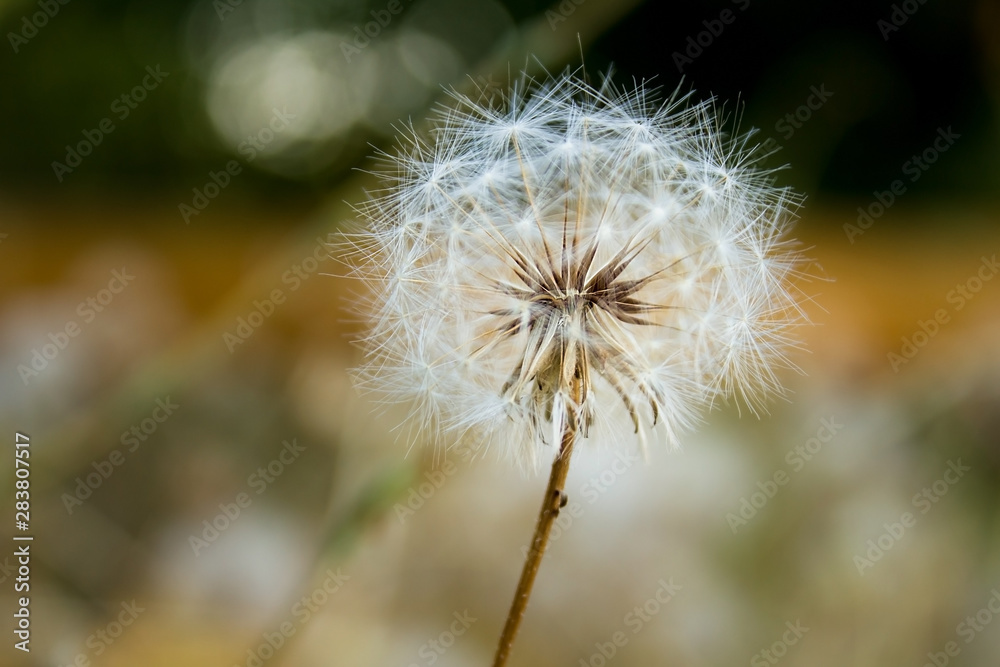 Obraz premium dandelion on background of green grass