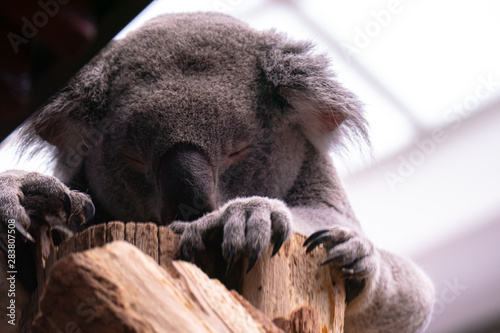 Fototapeta Naklejka Na Ścianę i Meble -  schlafender Koala