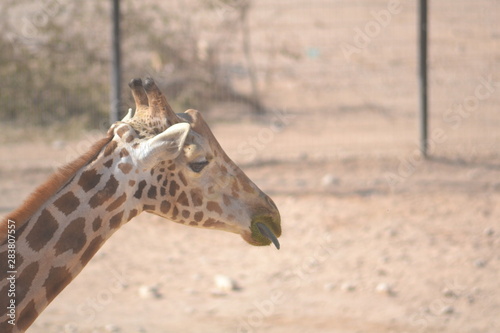 Photography portrait of a giraffe