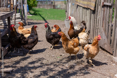 Chickens graze in a lawn at a home farm