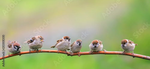 beautiful natural background with little funny Chicks Sparrow birds sitting on a branch in Sunny summer garden
