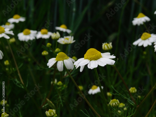 Close-up of a Chamomile Flower, Matricaria recutita photo