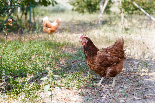Chickens walking around in the garden © denizbayram