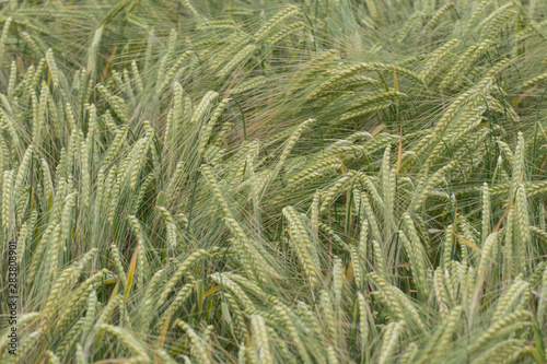 grain field