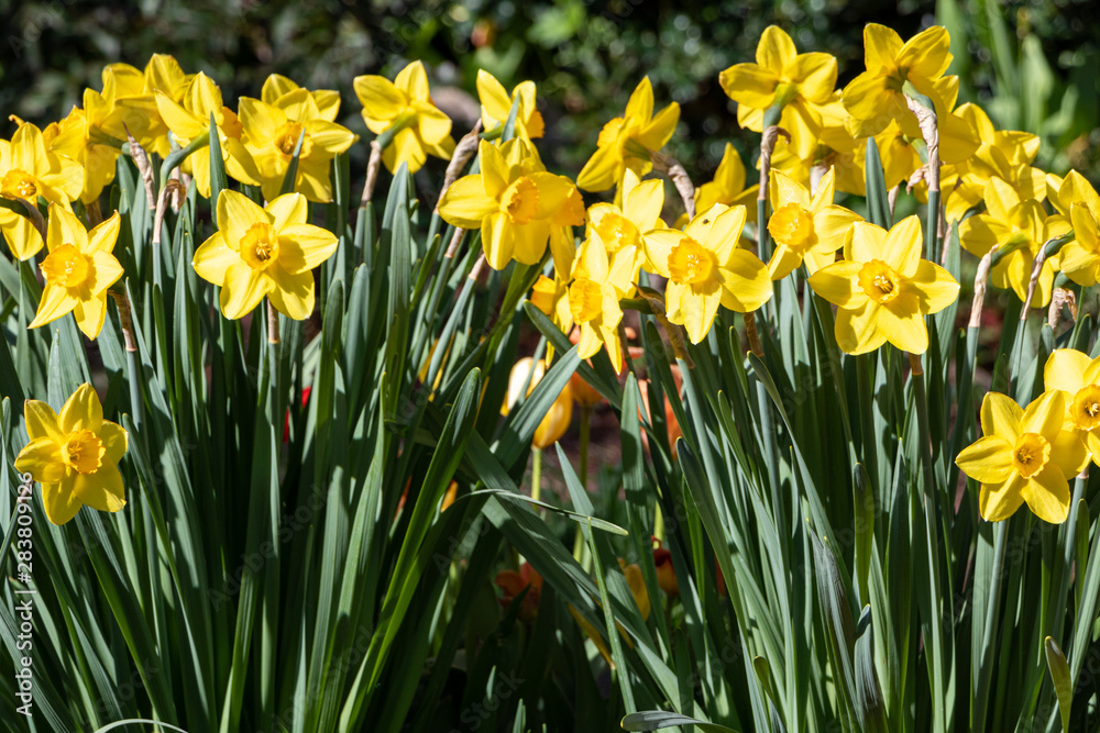 Field of daffodils Field of daffodils