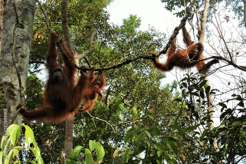 Wilde Orang Utan Affenbande schwingt durch die Baumkronen im Tanjung Puting Nationalpark in Kalimantan, Indonesien