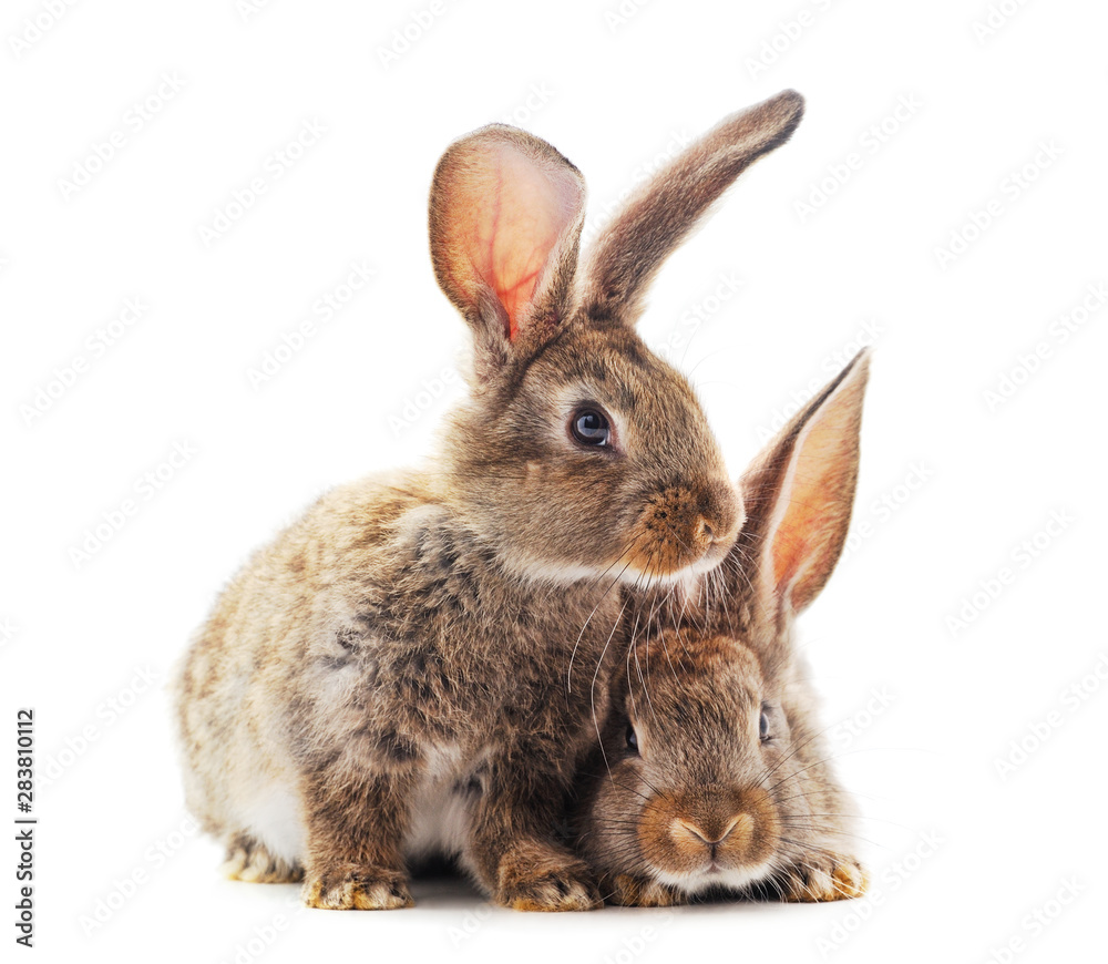 Obraz premium Two little rabbits.