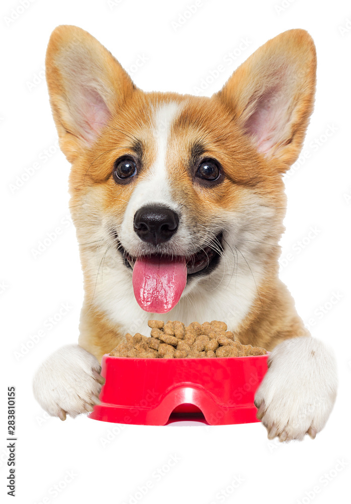 dog and dry food, welsh corgi