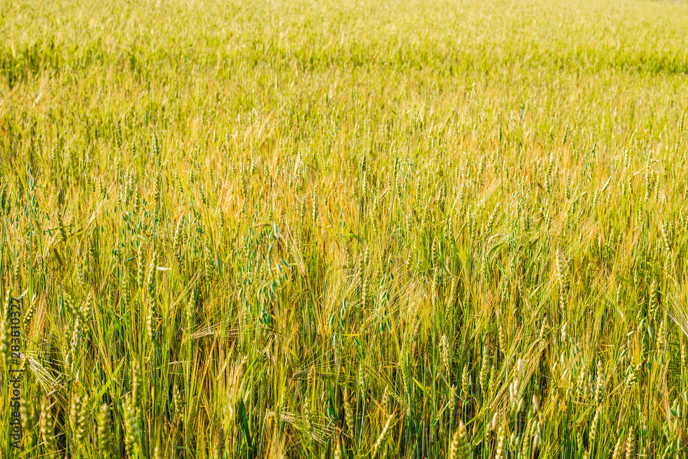 Field of young wheat ears and sky with clouds.