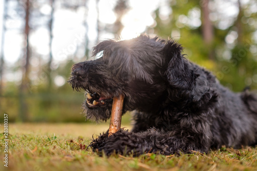 Fotografía Black schnauzer dog is playing with a stick in the summer day