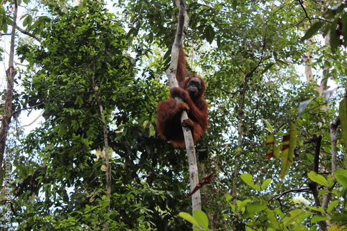 Wilder Orang Utan hängt im Baum und blickt in Richtung Kamera im Tanjung Puting Nationalpark, Kalimantan, Indonesien