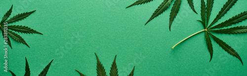 top view of green hemp leaves on green background, panoramic shot
