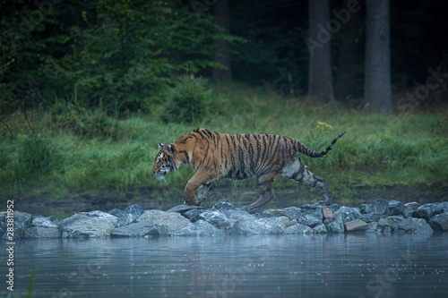 An young Siberian tiger walking on stones and jumping on and off water. Amazing animal  dangerous yet endangered.