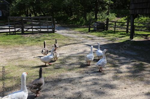 Slika na platnu A gaggle of geese and ducks.