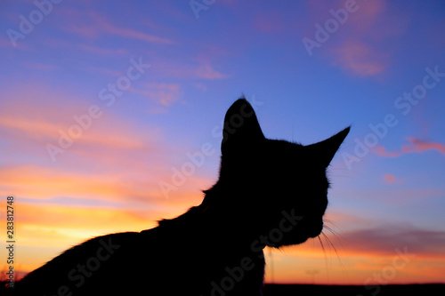 Silhouette of a cat over beautiful sunset background. Animals, Pets concept.  Cropped shot of a cat. © diesel_80