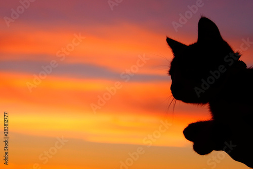 Silhouette of a cat over beautiful sunset background. Animals, Pets concept. Cropped shot of a cat.