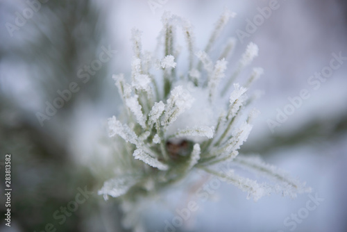 branch of tree in winter